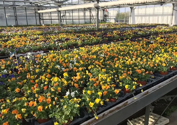 Les pens&eacute;es des P&eacute;pini&egrave;res Toulze