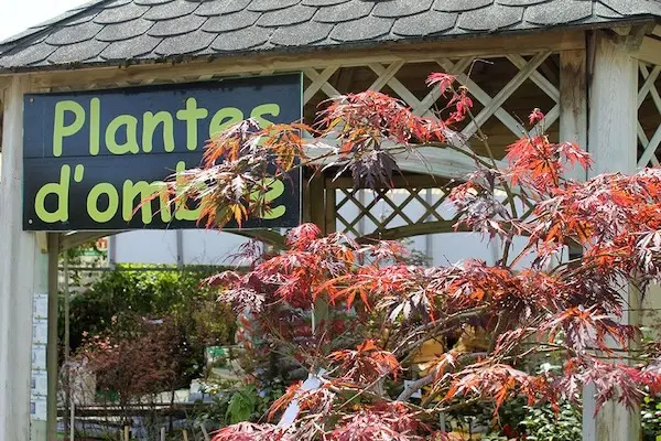 Les plantes d'ombre des P&eacute;pini&egrave;res Toulze