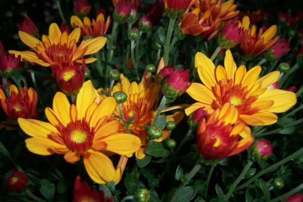 Pépinières SARL Toulze