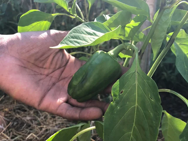 Le cojardinage de Claudine et David