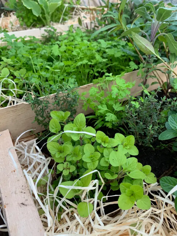 Les aromatiques de la P&eacute;pini&egrave;re Le Jardin d'Herbes
