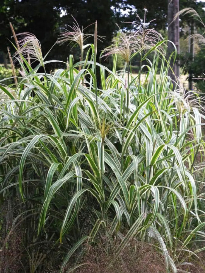Gramin&eacute;es P&eacute;pini&egrave;re Le Jardin d'Herbes