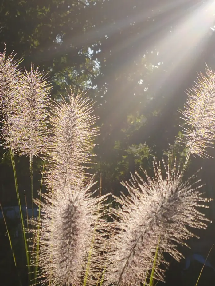 Gramin&eacute;es de la P&eacute;pini&egrave;re Le Jardin d'Herbes