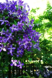 Les plantes grimpantes de Javoy Plantes