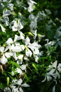 Les plantes grimpantes de Javoy Plantes