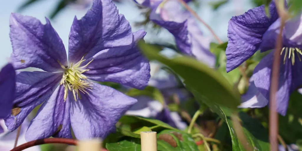 Les plantes de Javoy Plantes