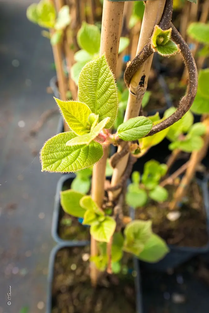 La culture des plantes à la pépinière Javoy Plantes