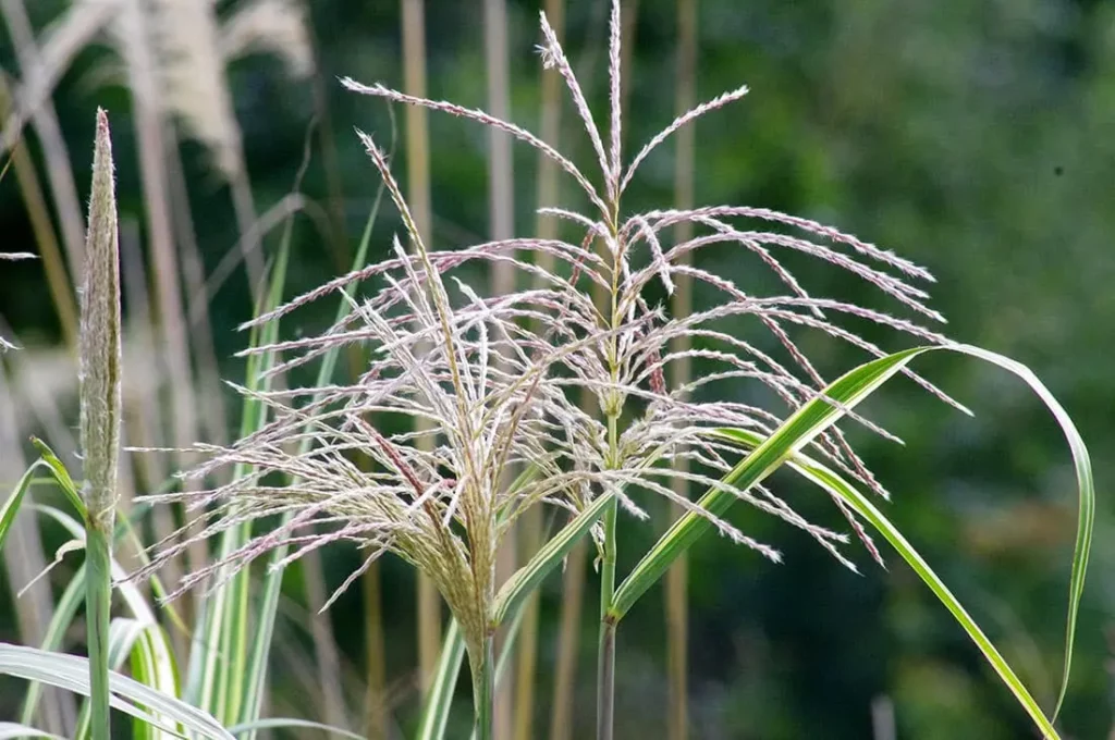 Gramin&eacute;es de la P&eacute;pini&egrave;re Le Jardin d'Herbes