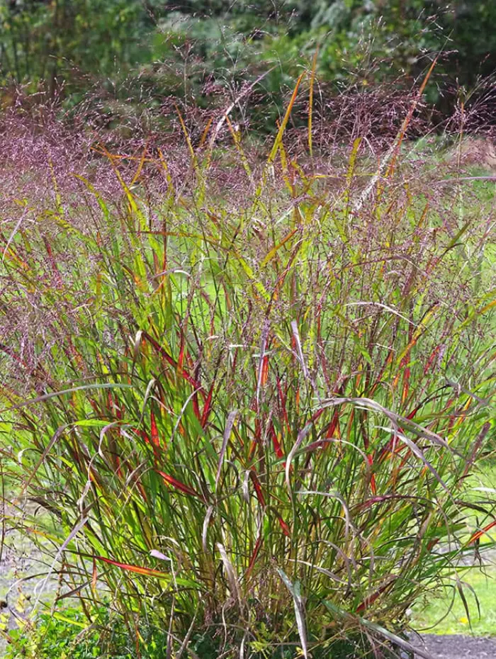Panicum Virgatum de la P&eacute;pini&egrave;re Le Jardin d'Herbes