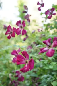 Les plantes grimpantes de Javoy Plantes