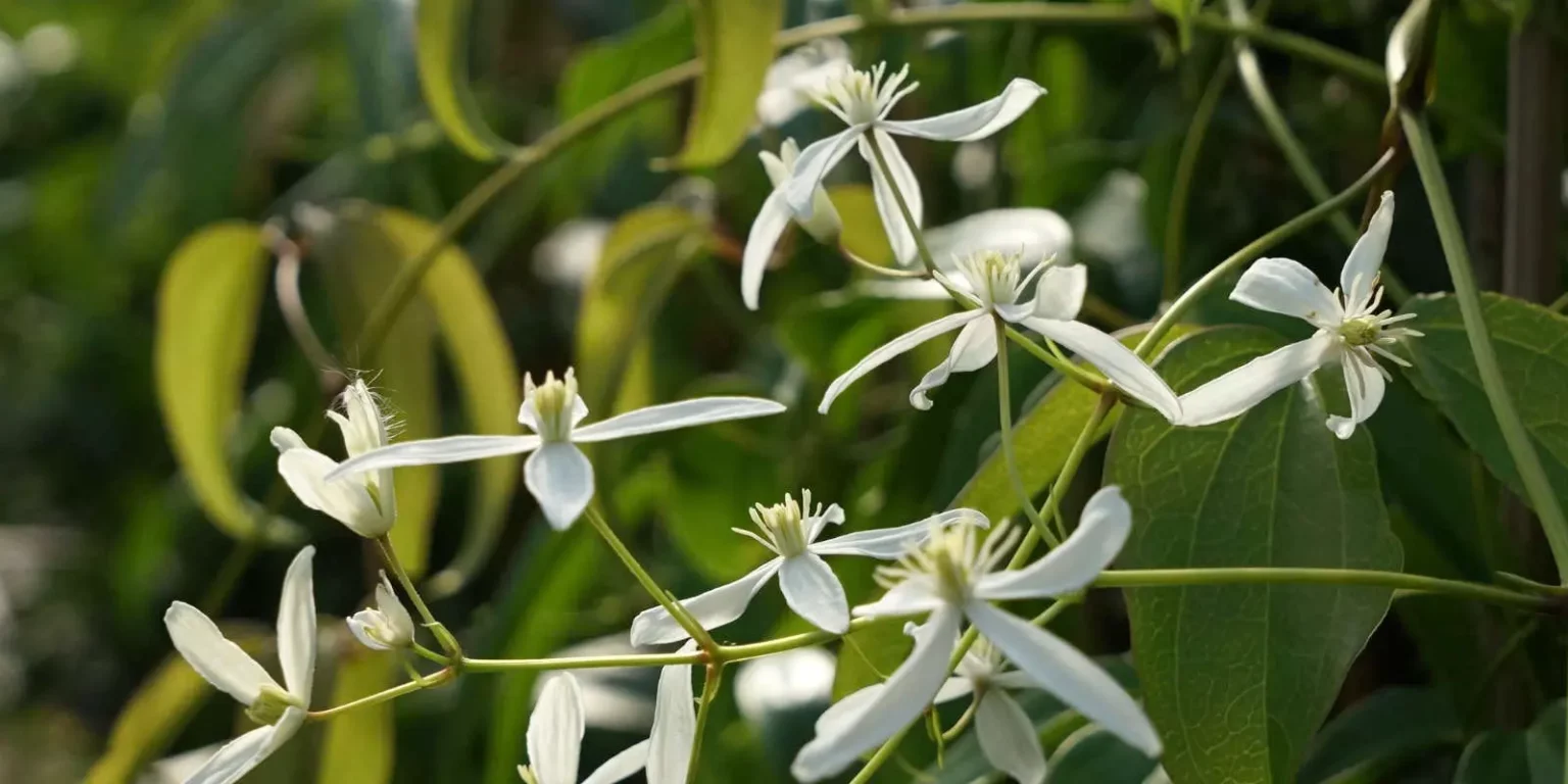 Javoy Plantes