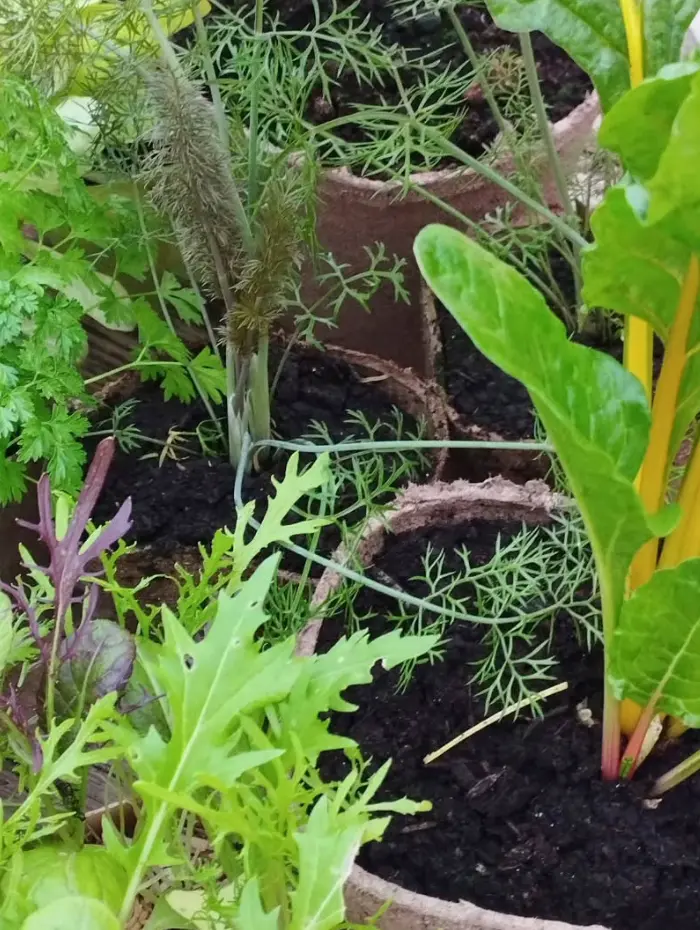 Les aromatiques de la P&eacute;pini&egrave;re Le Jardin d'Herbes