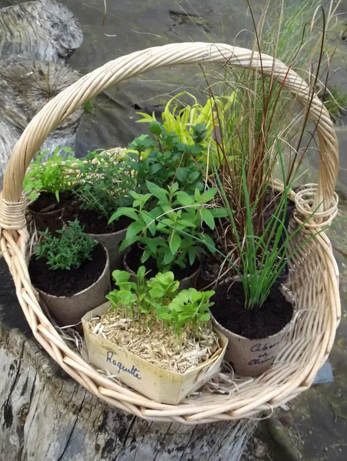 La P&eacute;pini&egrave;re Le Jardin d'Herbes