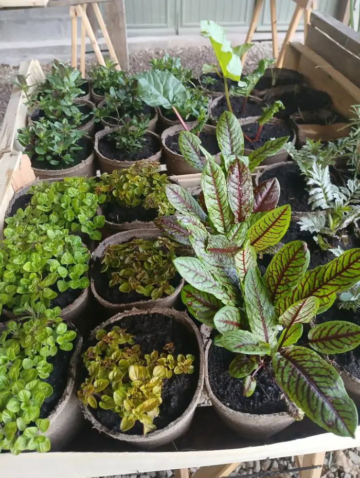 Les aromatiques de la P&eacute;pini&egrave;re Le Jardin d'Herbes