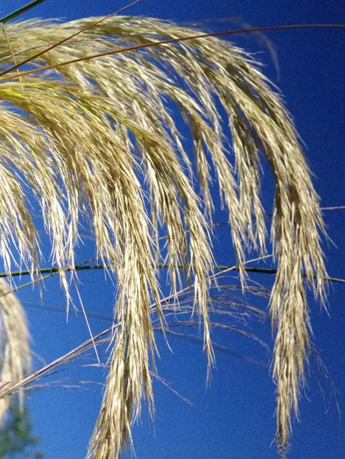 Gramin&eacute;es de la P&eacute;pini&egrave;re Le Jardin d'Herbes