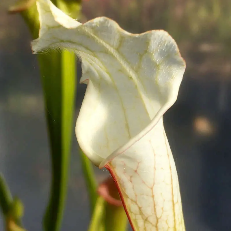 Les plantes carnivores de la pépinière Carniflore