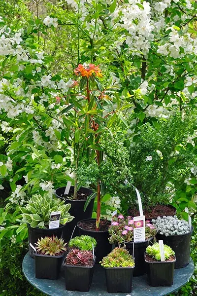 Foire aux Plantes à Saint-Antoine-l’Abbaye
