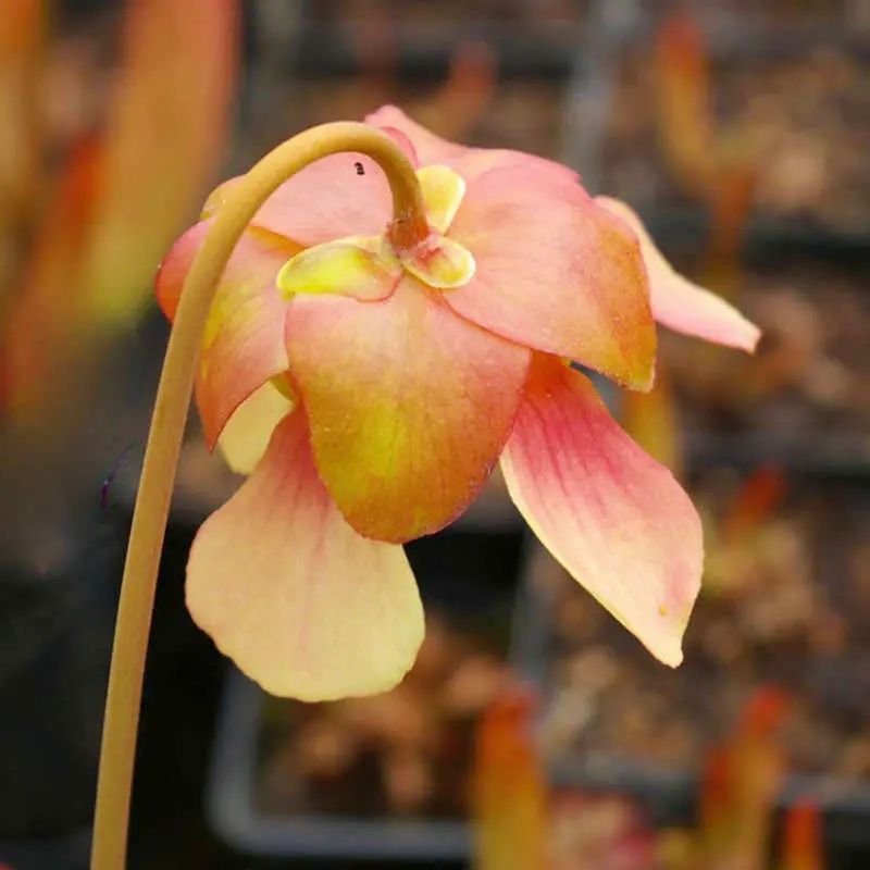 Les plantes carnivores de la pépinière Carniflore