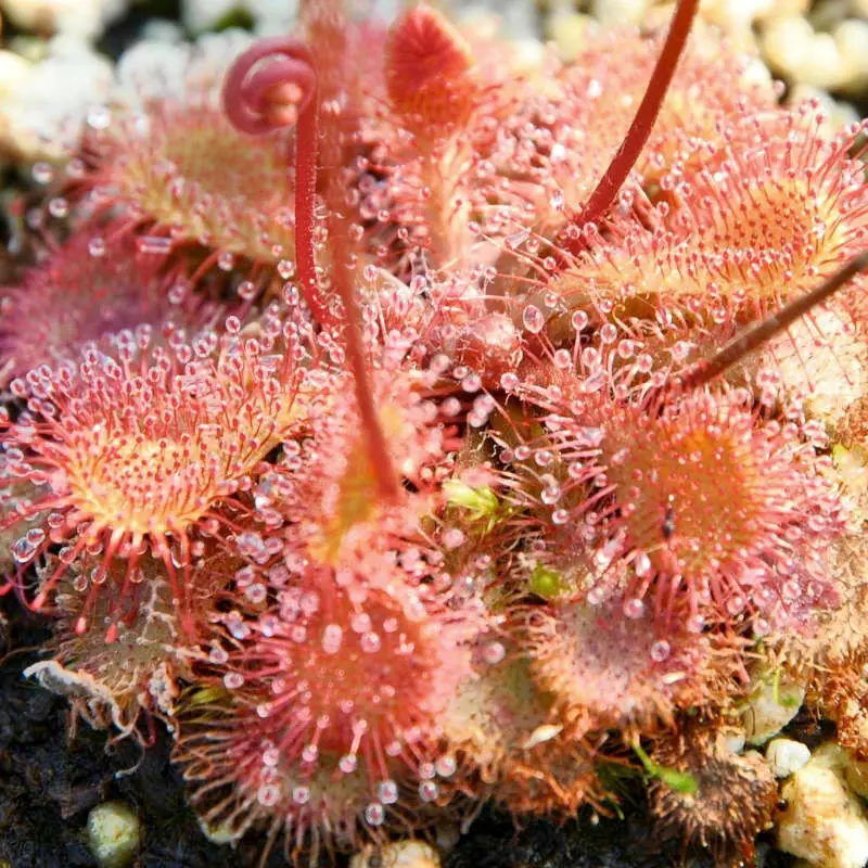 Les plantes carnivores de la pépinière Carniflore