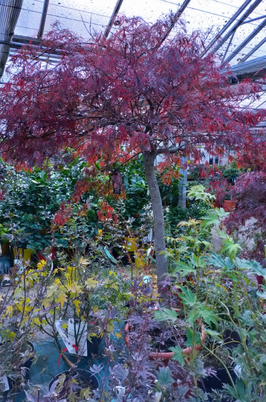 Arbres et arbustes de la Jardinerie JardiPradel