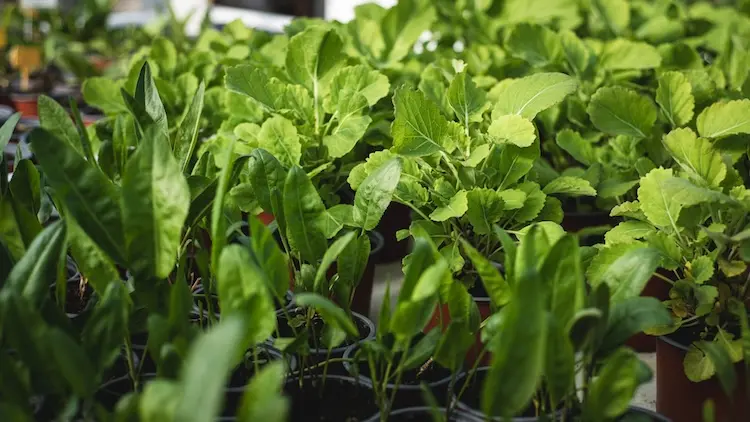Les aromatiques de la P&eacute;pini&egrave;re Des Fruits, des Fleurs