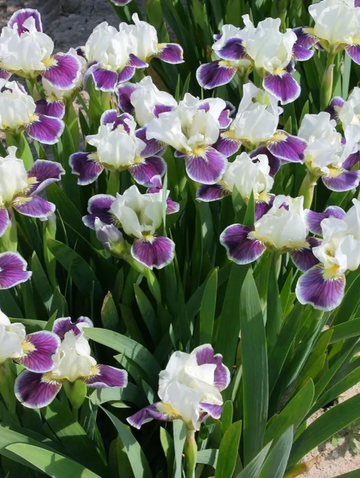 Bourdillon iris