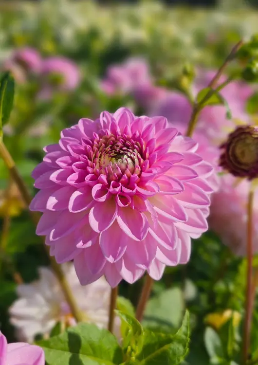 Les bulbes &agrave; fleurs Ernest Turc