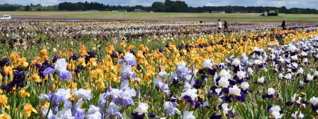 Champs d'iris