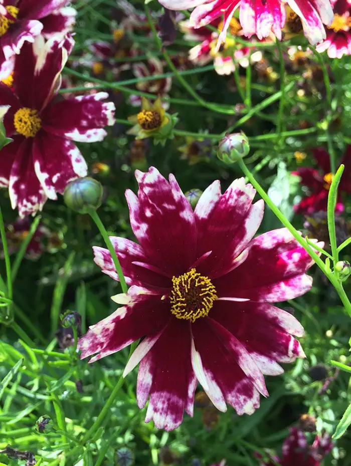 Coreopsis hardy jewel ruby frost