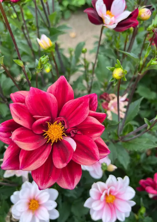 Les bulbes &agrave; fleurs Ernest Turc