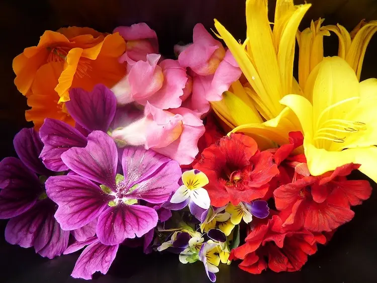 Les fleurs comestibles de la P&eacute;pini&egrave;re Des Fruits, des Fleurs