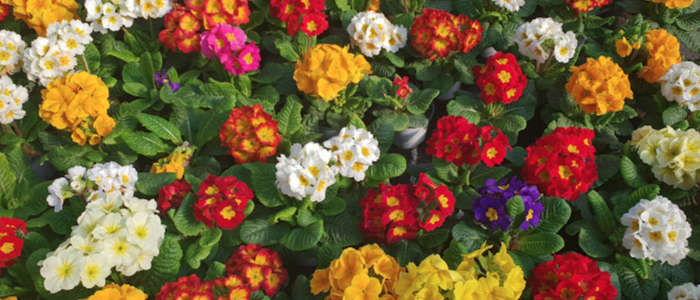 Merel Horticulture