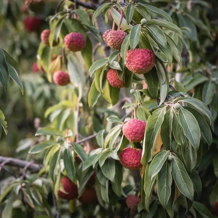 Les fruitiers de la P&eacute;pini&egrave;re Des Fruits, des Fleurs