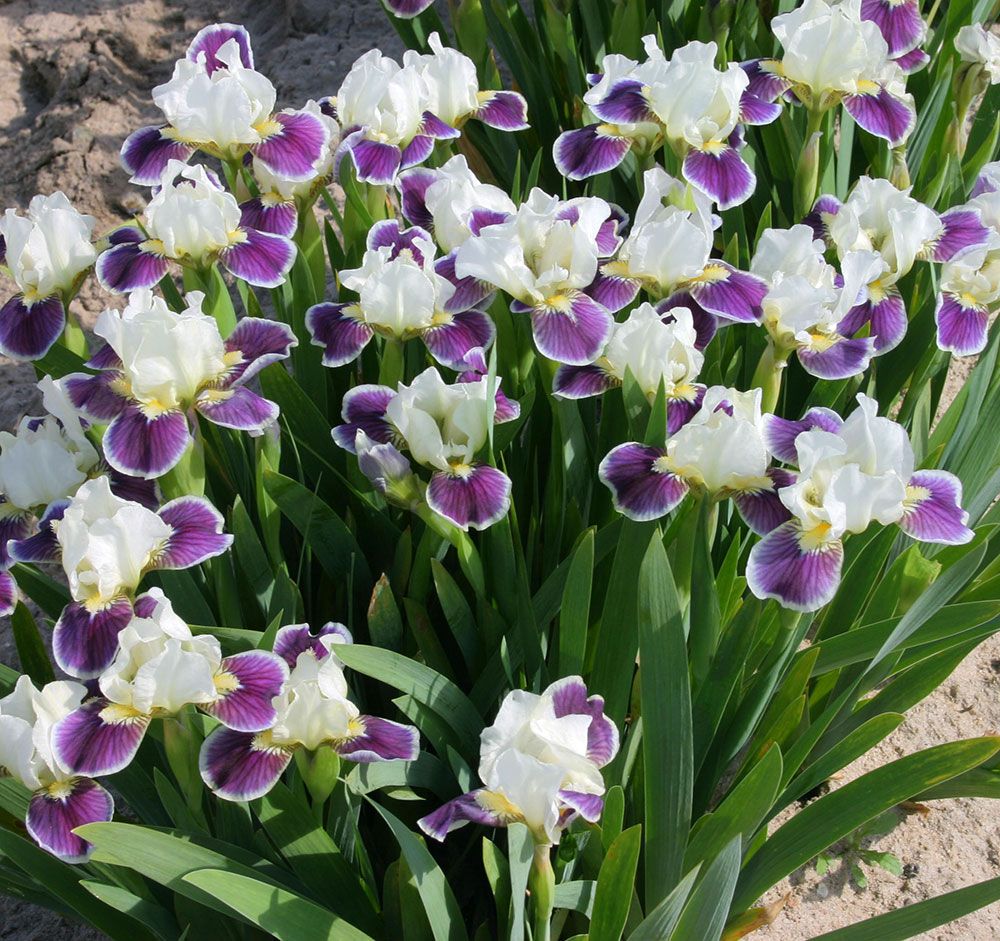 Iris lilliputs