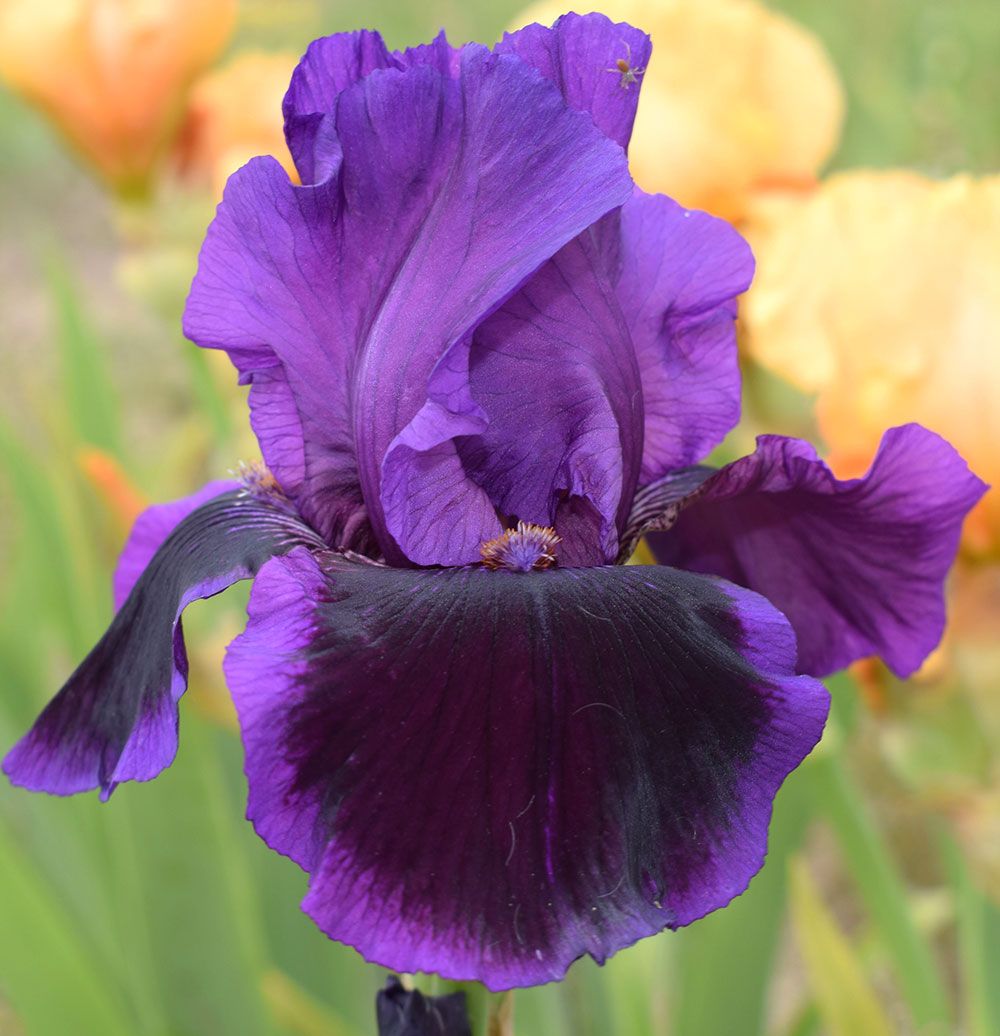 Iris remontants