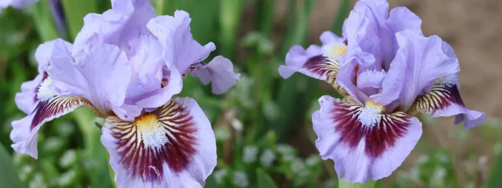 Les iris de Bourdillon Iris