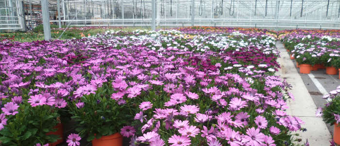 Merel Horticulture