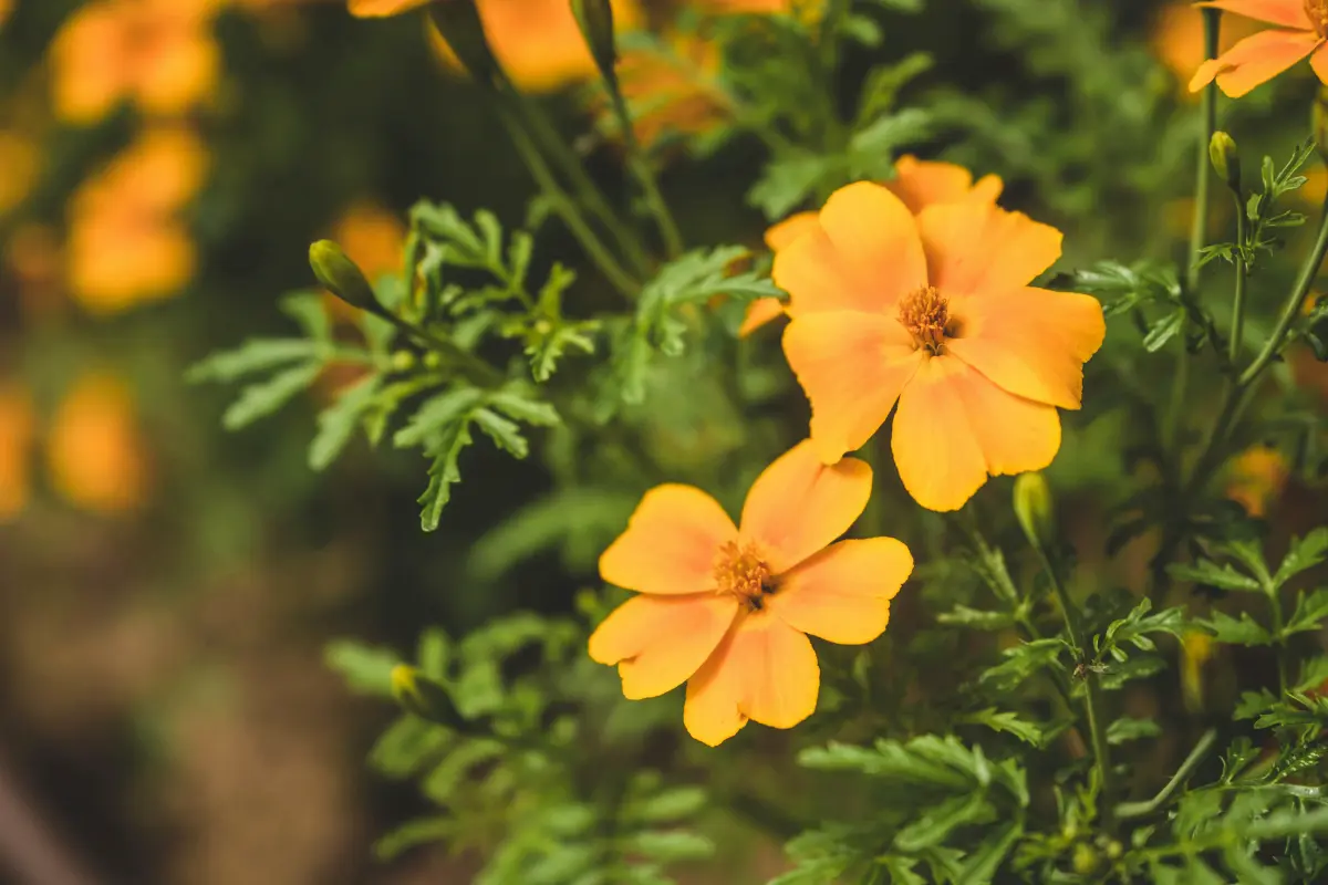 Pépinière des fruits des fleurs