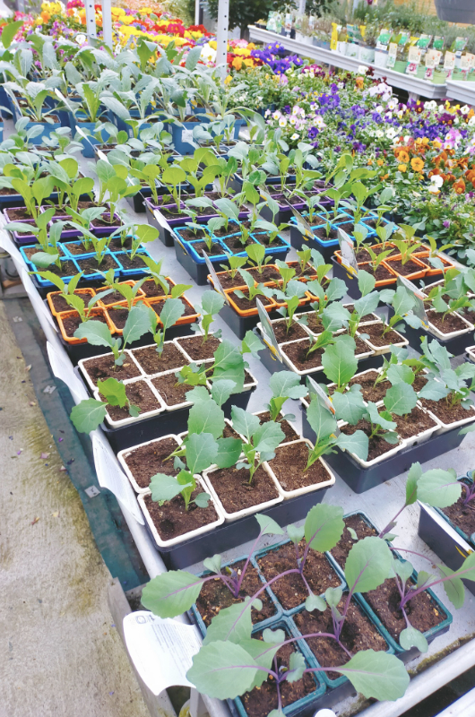 Plants potagers de la Jardinerie JardiPradel