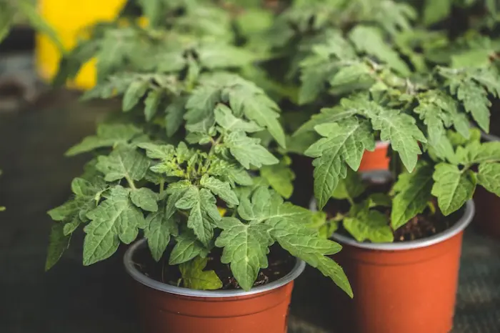 Red Robin, une vari&eacute;t&eacute; cerise naine anglaise