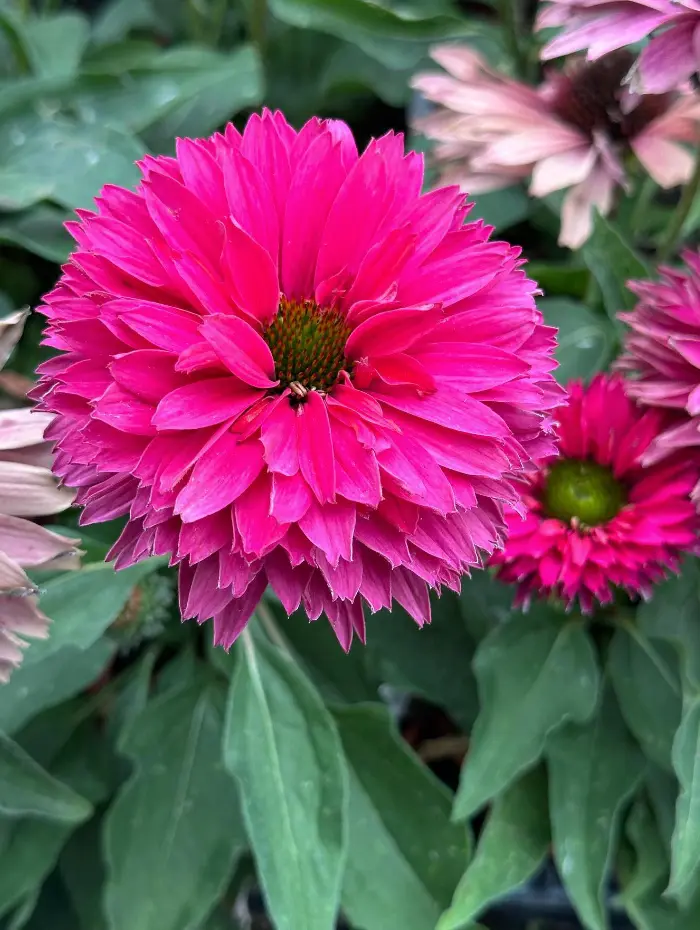 Production Fleury Horticulture