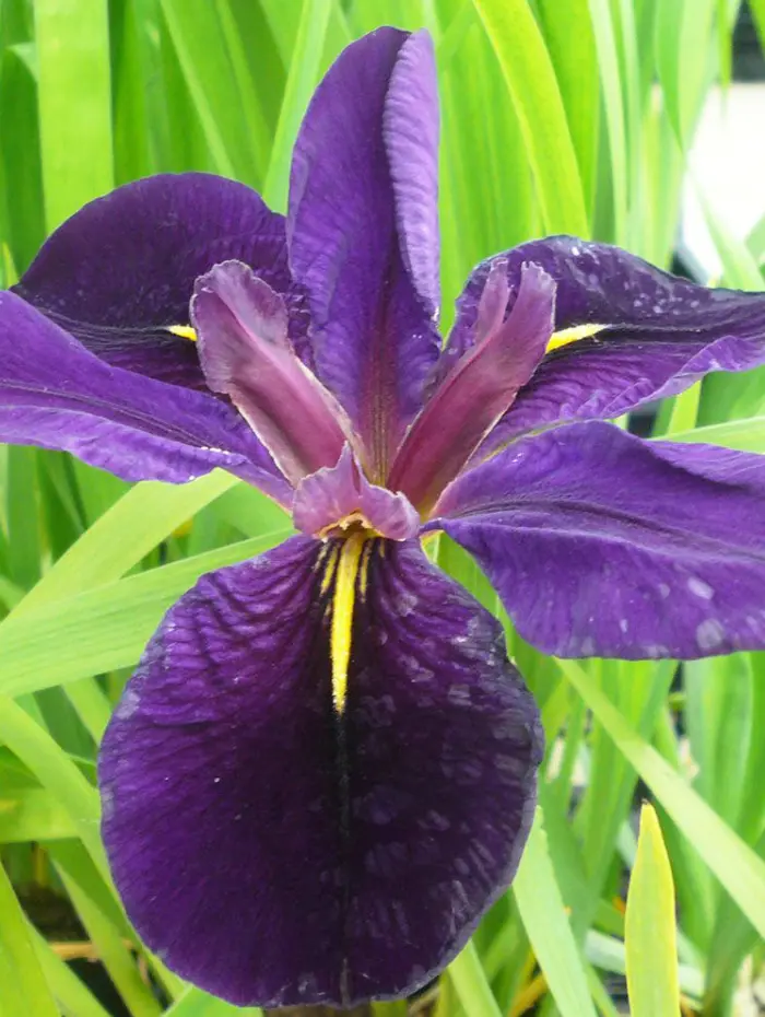 Bourdillon iris