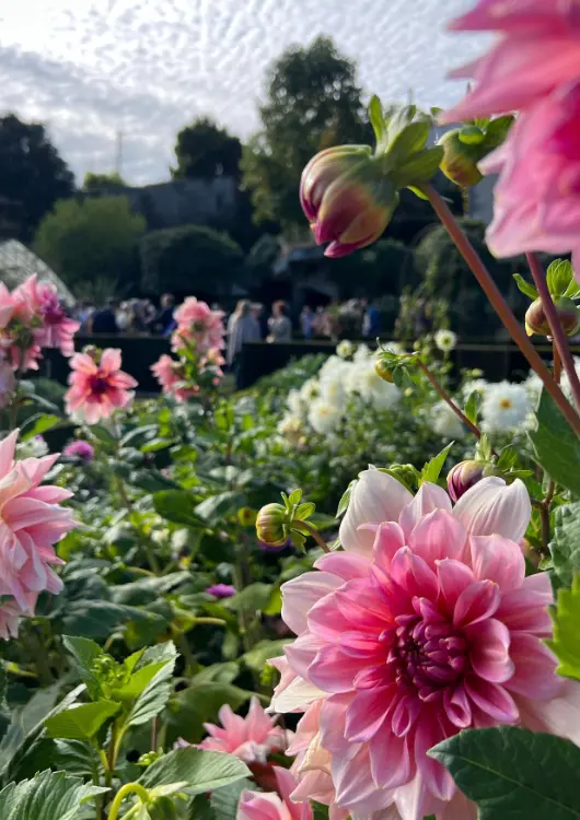 Les bulbes &agrave; fleurs Ernest Turc