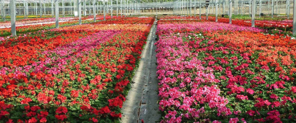 Merel Horticulture