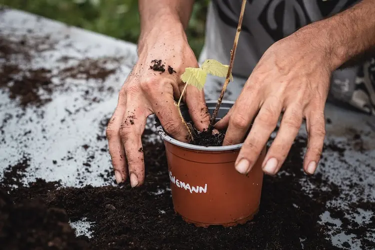 Rempotage &agrave; la P&eacute;pini&egrave;re Des Fruits, des Fleurs