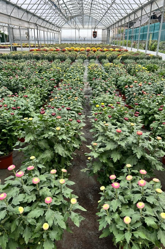 Les serres de production de la Jardinerie JardiPradel