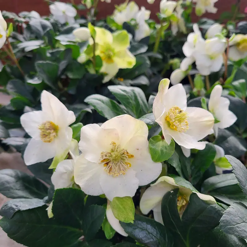 Plantes fleuries des Serres de la Mouloire