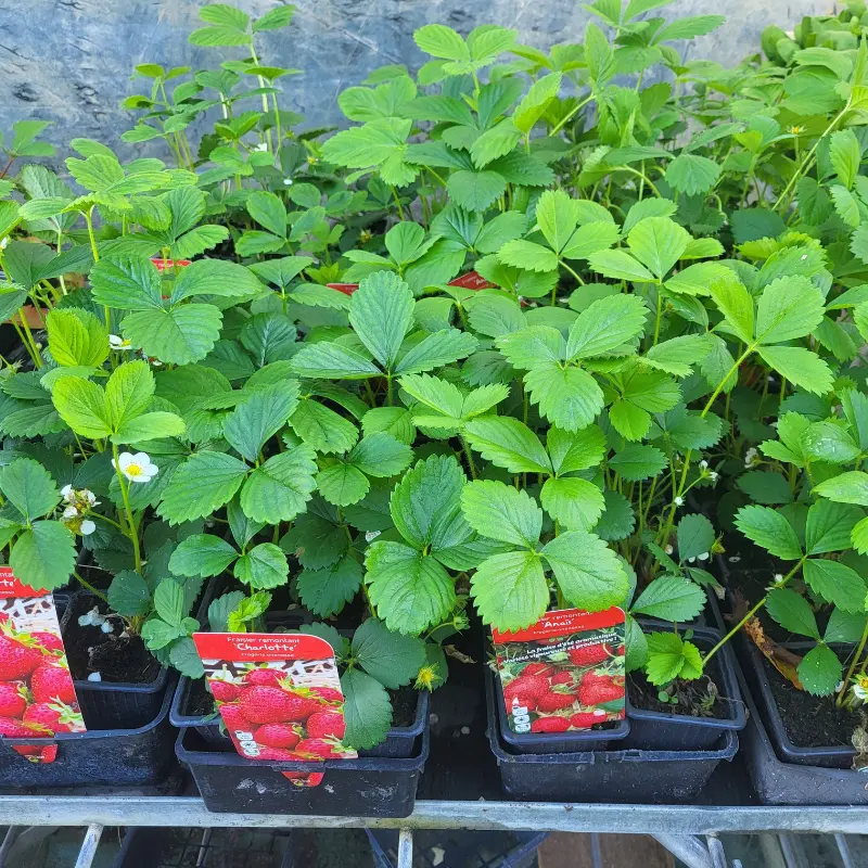 Fraisiers des Serres de la Mouloire