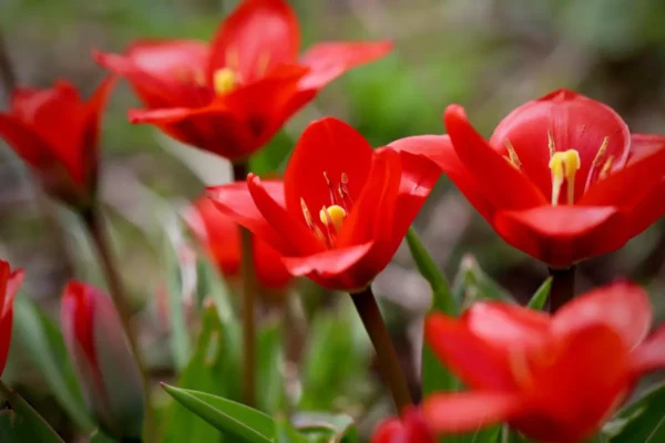 La Coccinelle en Lubéron