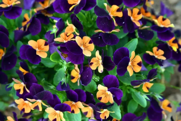 Les Serres de la Mouloire